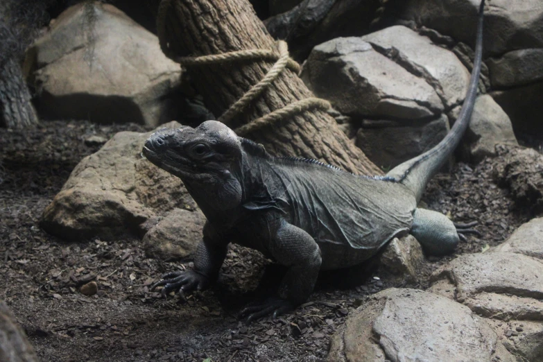 a large lizard sits on a rock by a tree