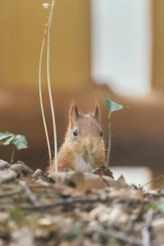 a squirrel sitting in the grass outside