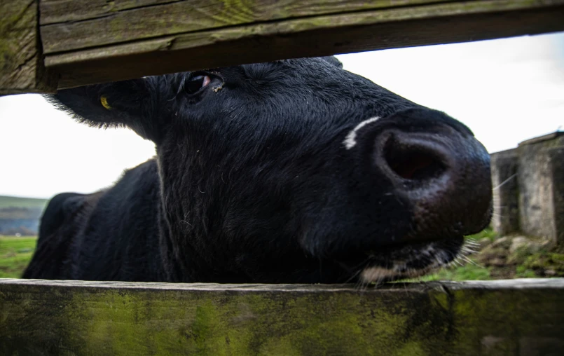 black cow looks through the gap in its pen