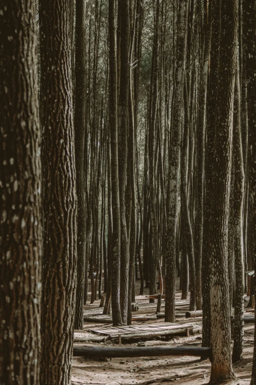 trees in a forest with dirt on the ground