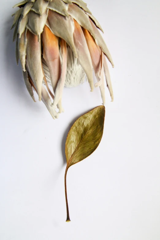 a leaf on the floor with water and dirt covering it