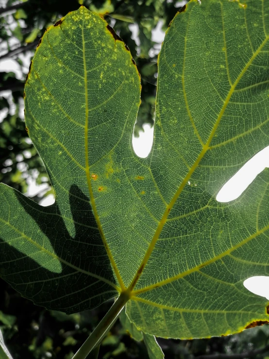 a green leaf with white dots and black border