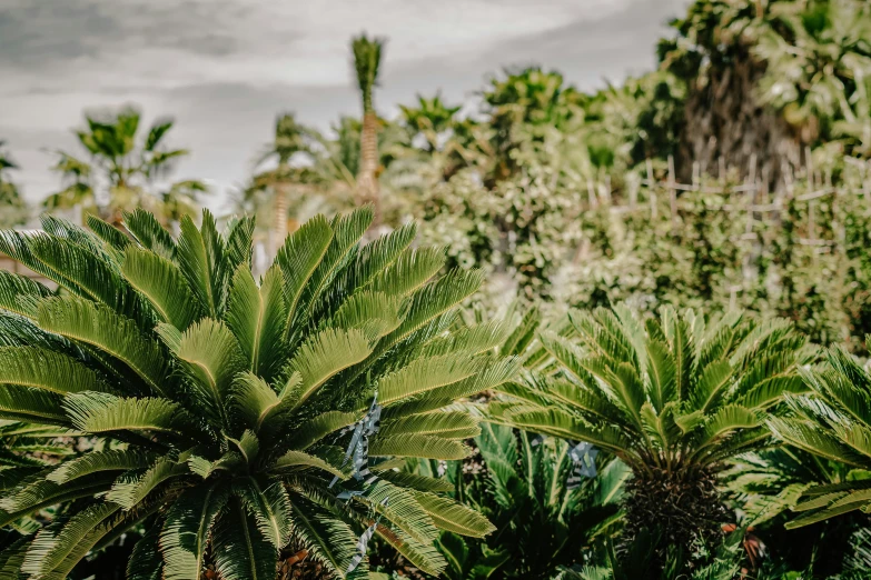 some palm trees are in a row and trees have leaves