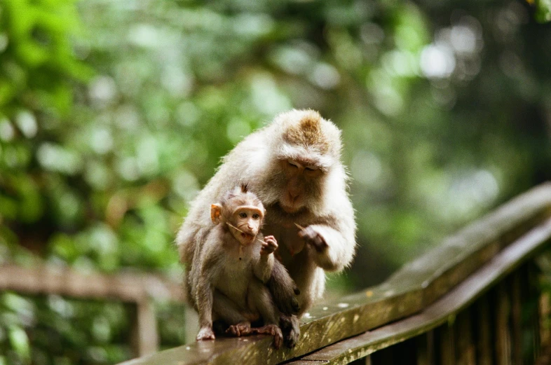 a small and large monkey on top of a wooden rail