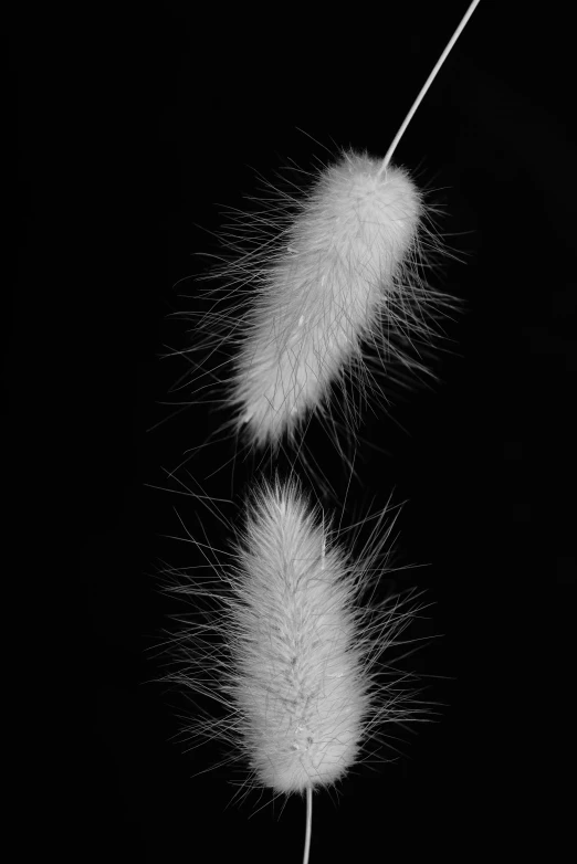 a black and white po of the seeds of dandelion