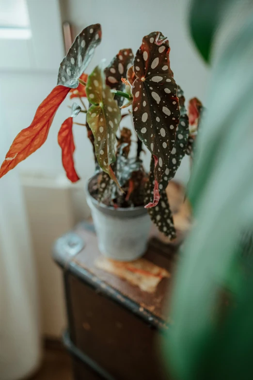 small cactus in a pot on top of a table