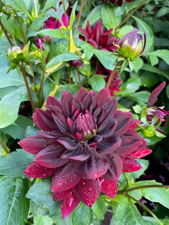 the large purple flower has lots of water droplets on it