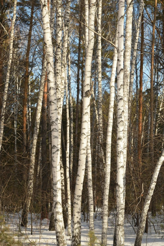 a group of trees in a snow covered field