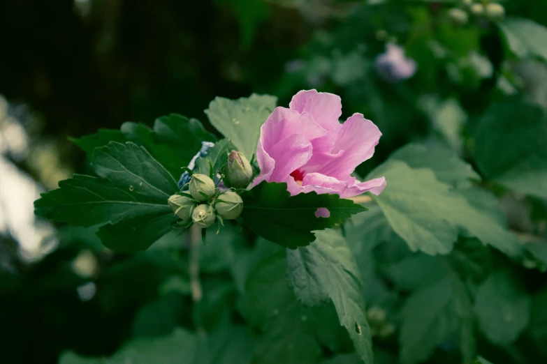 the pink flower is next to green leaves