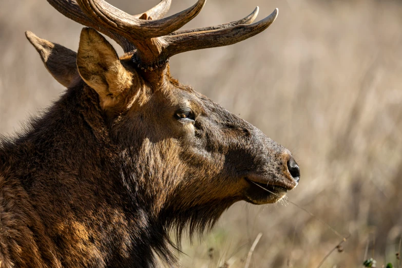 a bull with large antlers standing in a dry grass field