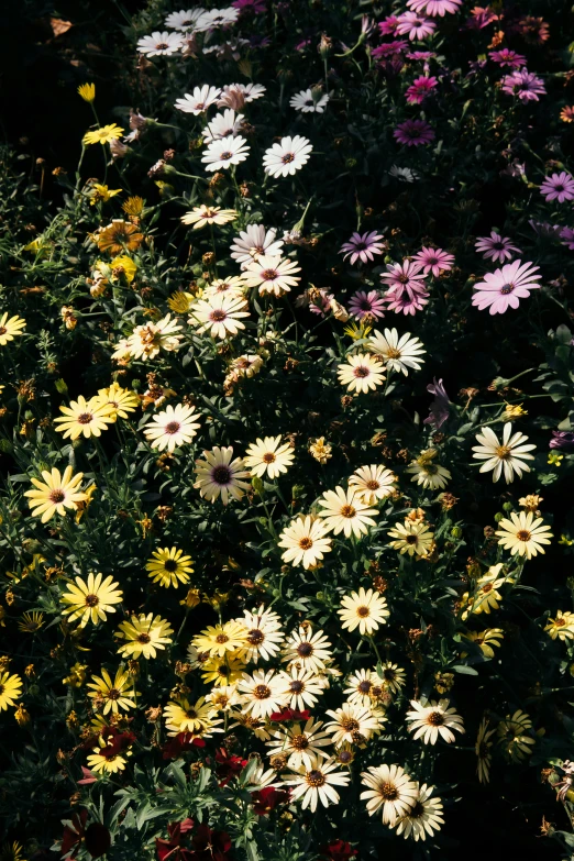 an array of wild flowers in bloom with green stems and white blooms