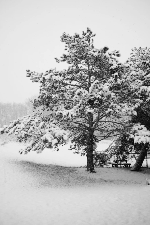 snow blankets the tree nches and bench