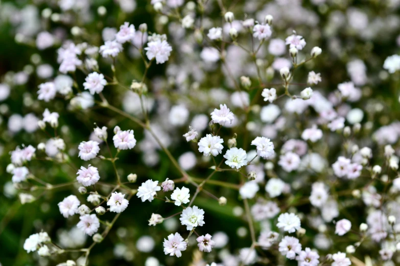 small white flowers that are growing on the plants