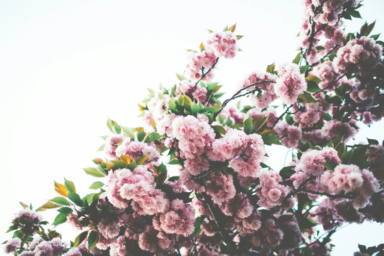 the leaves are pink and green against the sky