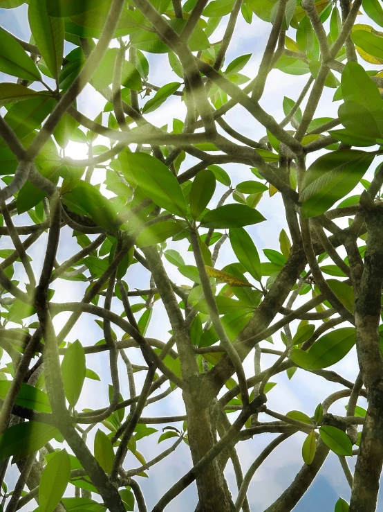 sunlight coming through a leafy, green tree