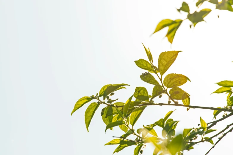 leaves of tree with white sky in the background