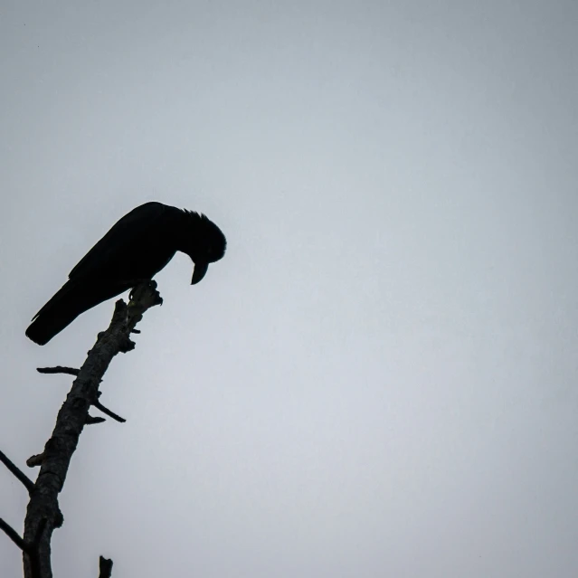 a black bird sits on the top of a dead tree