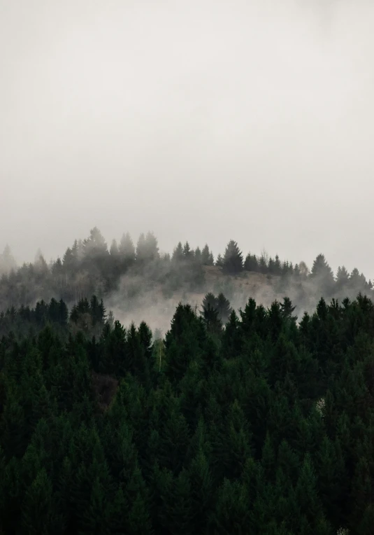 foggy weather is covering the mountains and trees