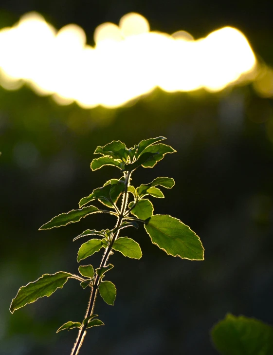 a leaf nch from a tree with the lights behind it