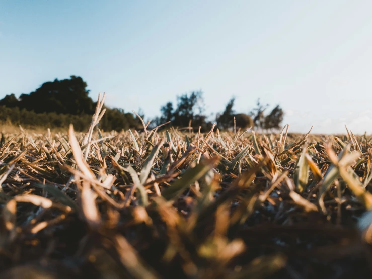 a view of a close - up of some dead grass