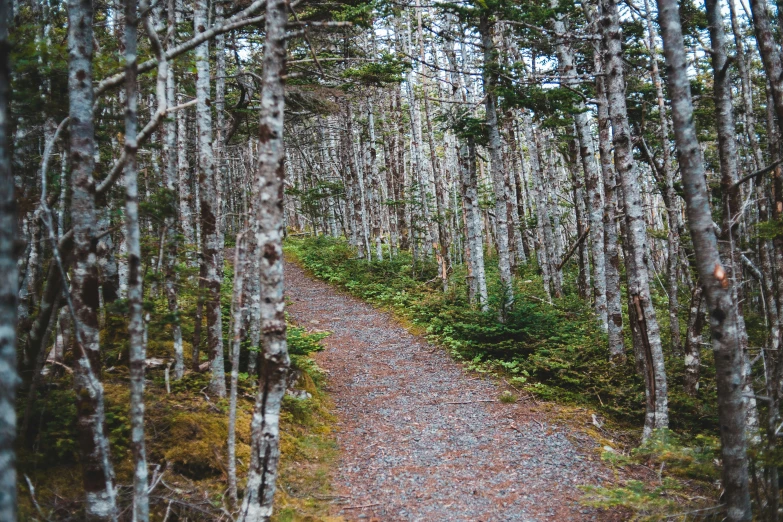 a dirt path going through some very tall trees