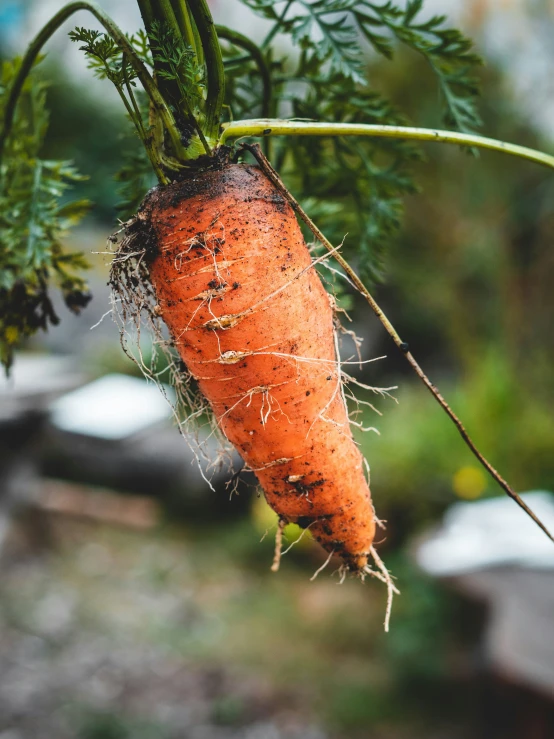 a close up of a carrot on top of the plant