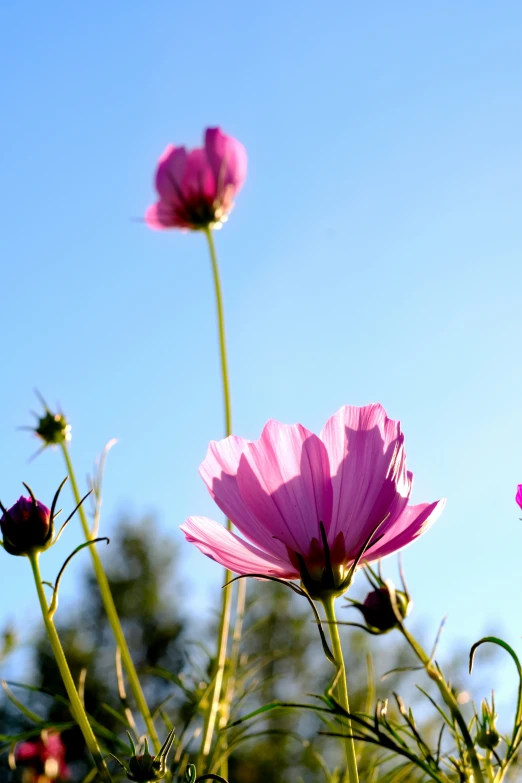 a group of pink flowers on a sunny day