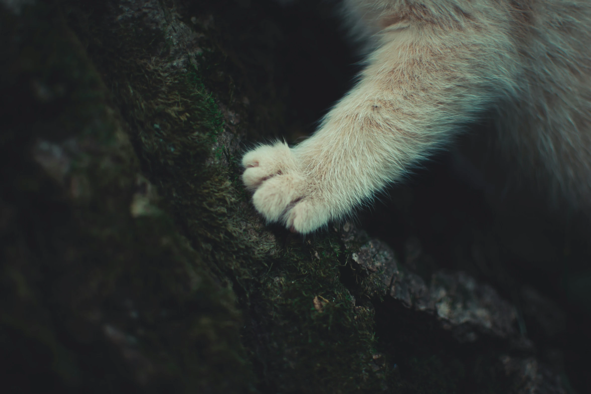 the tail of an animal standing on a tree