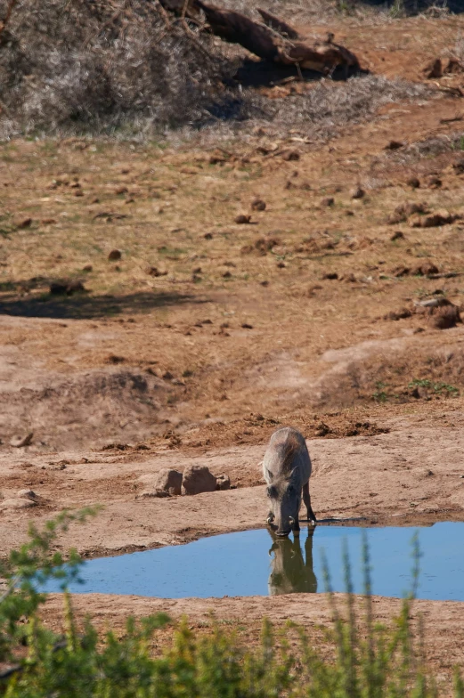 two animals drinking water from a small dle