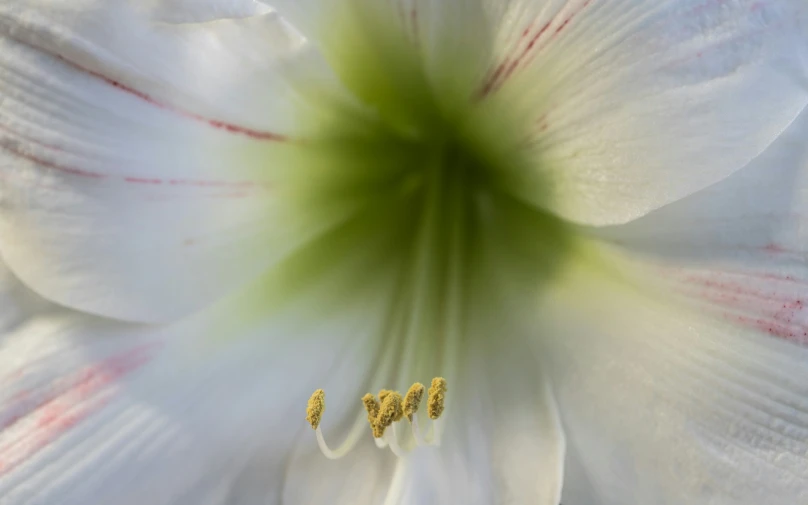 close up picture of the inside of a white flower