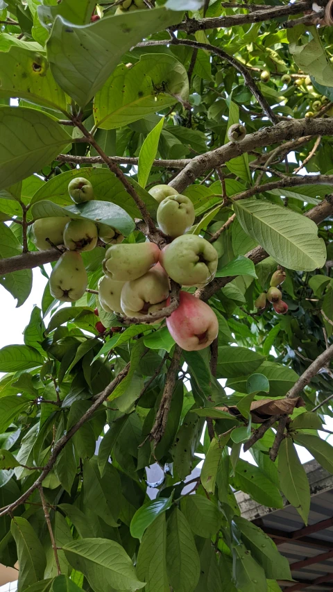 green fruits hanging from tree and leaves with sky in background