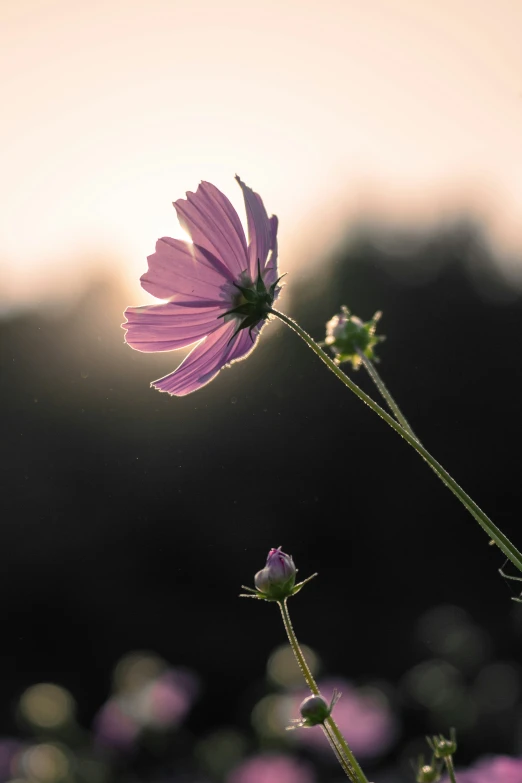 a plant with long stems near by in purple flowers