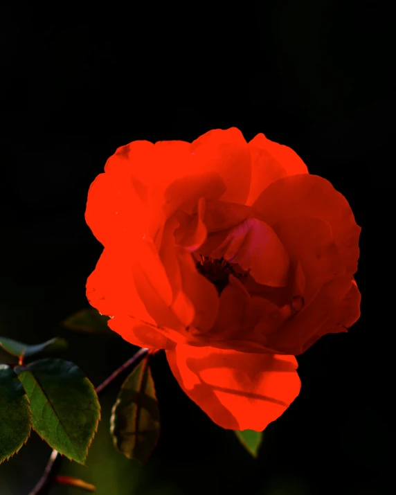 an orange flower on the left is illuminated by the sun