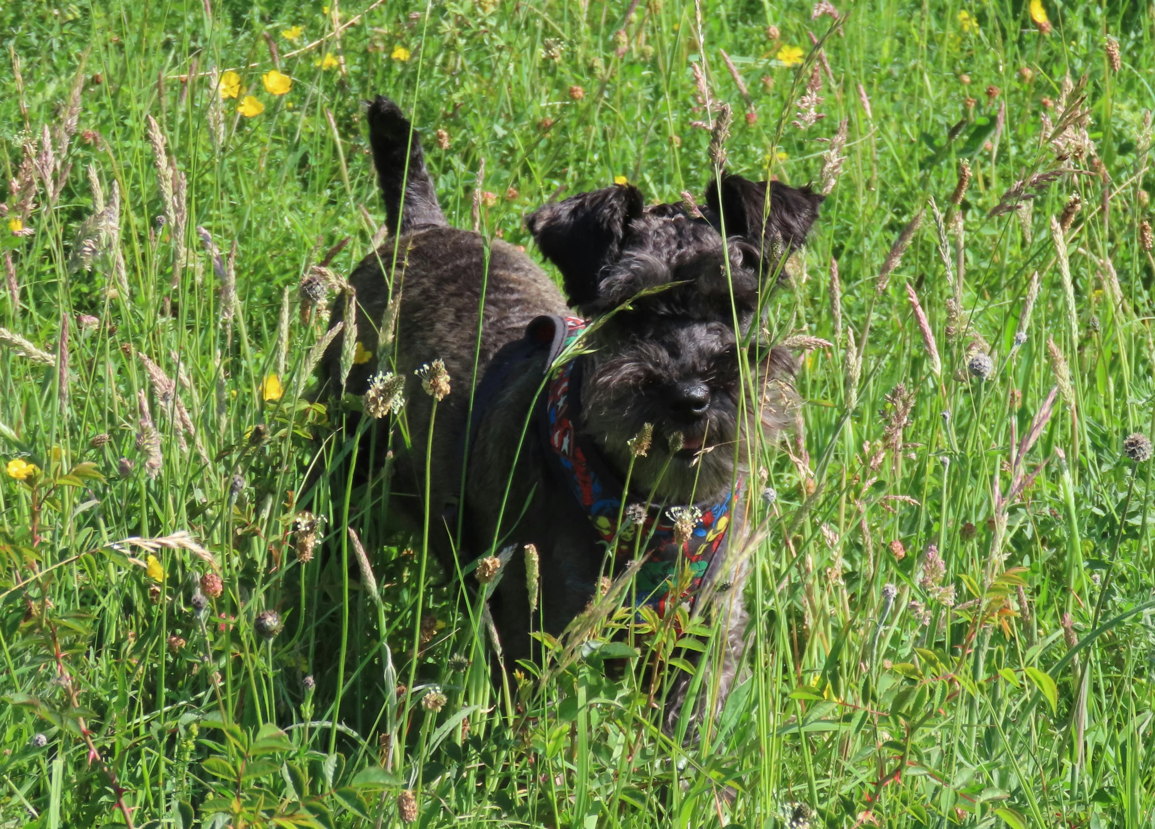 two black dogs in tall grass with each other
