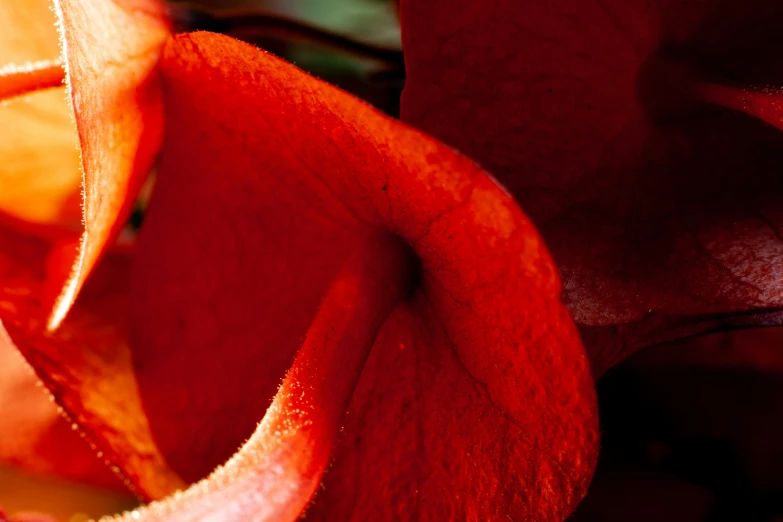 the red petals of a red flower are folded up