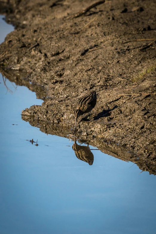 bird with long legs and large feathers by a body of water