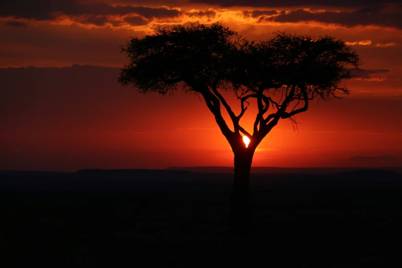 a silhouette of a tree against a sunset