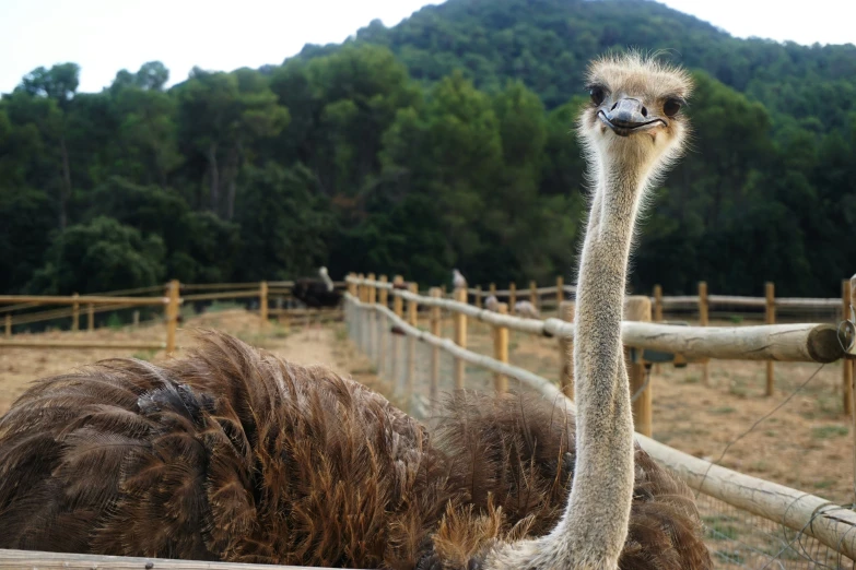 an ostrich is laying on the ground behind a fence