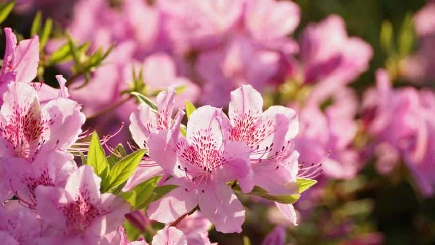 pink flowers are blooming and they seem to be in full bloom