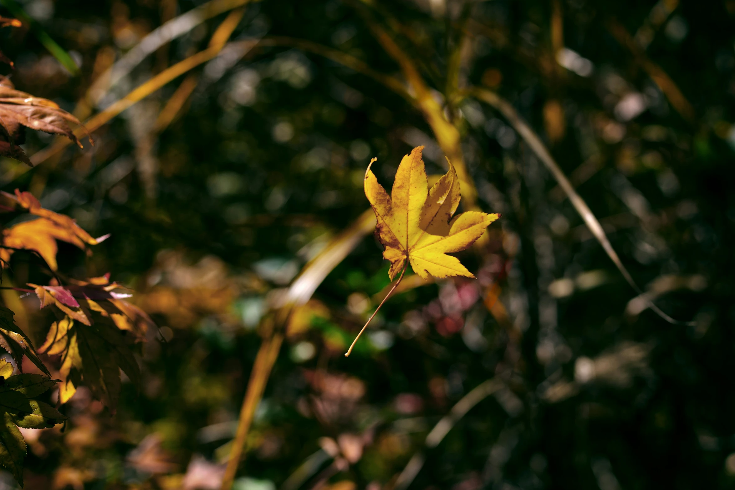 this is a yellow fall leaf in the wilderness