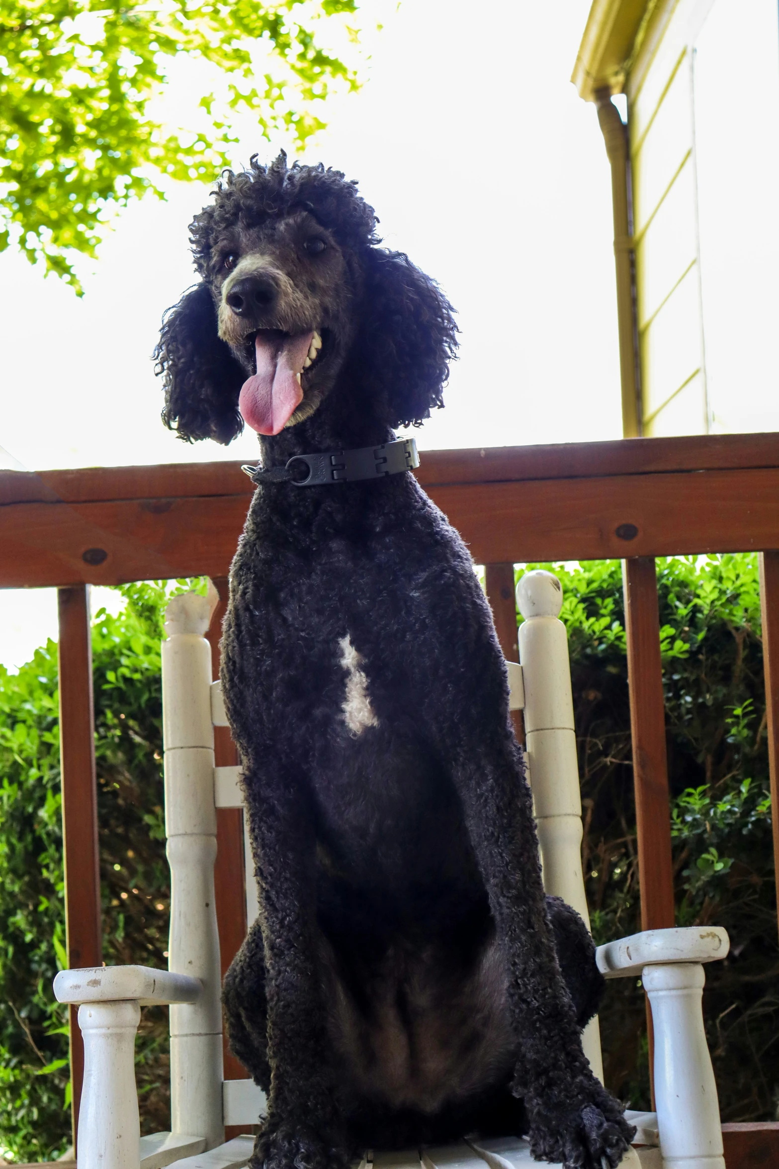 a black poodle sits on top of an arm chair outside