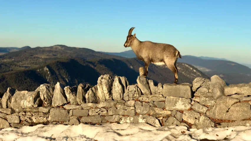 a goat standing on top of a rock wall in the mountains