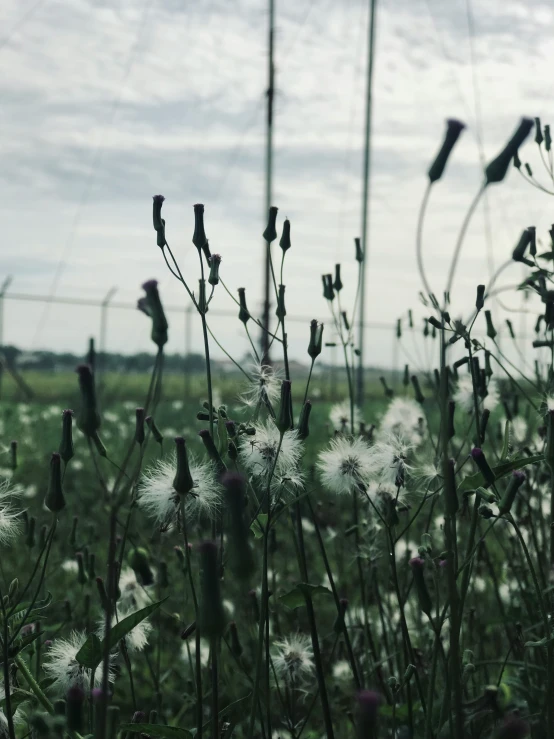 a field full of wildflowers and tall grasses