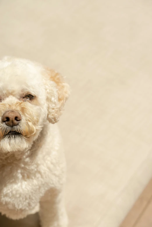 a fluffy white dog looking up with his eyes closed