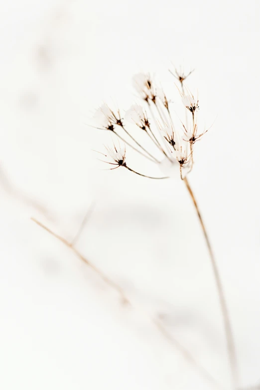 a plant is shown with some very little brown flowers