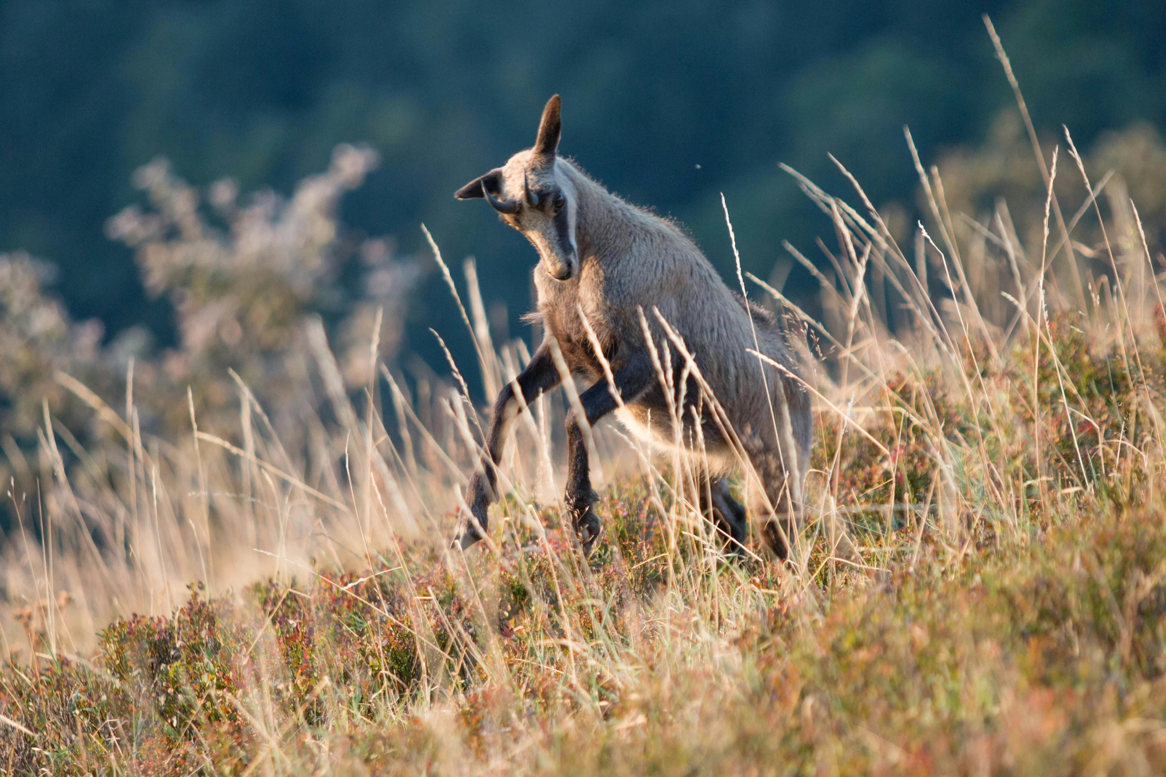 an animal that is walking through a field