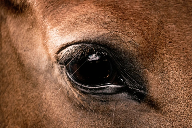 an open eye looks through to a horse's snout