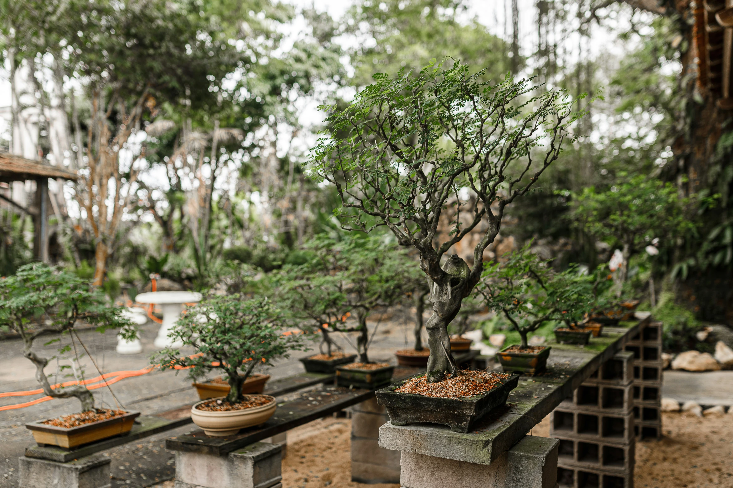 small bonsai trees are in pots sitting on display