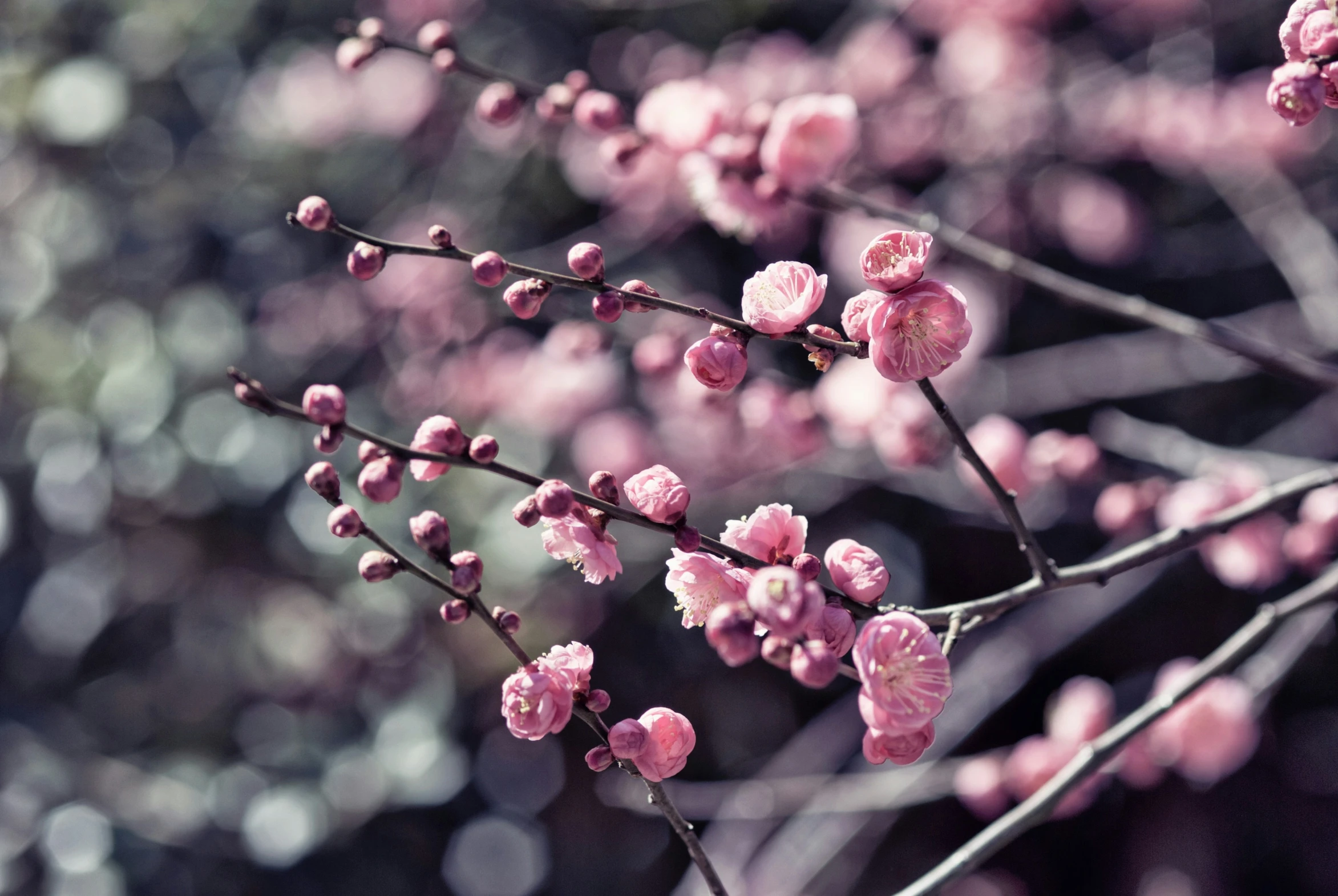 a group of small pink flowers blooming on a tree
