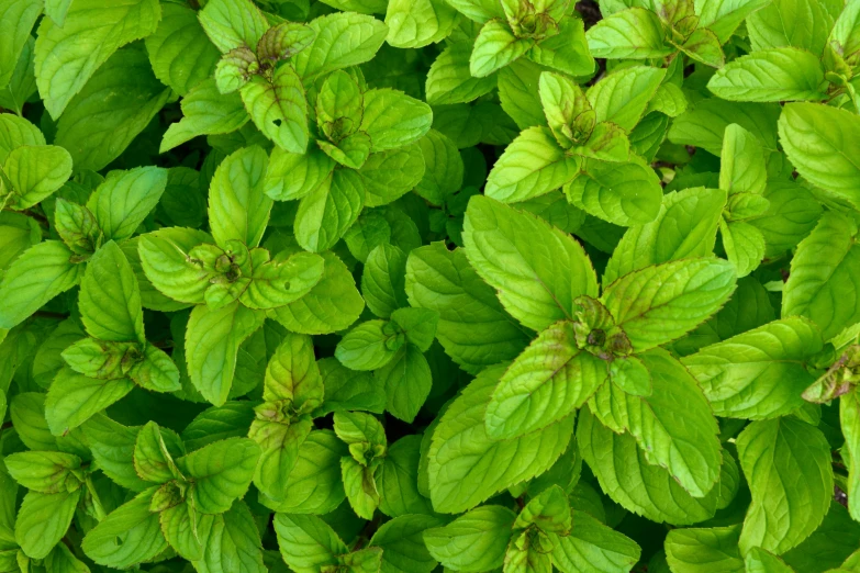 green leaves with dark brown spots